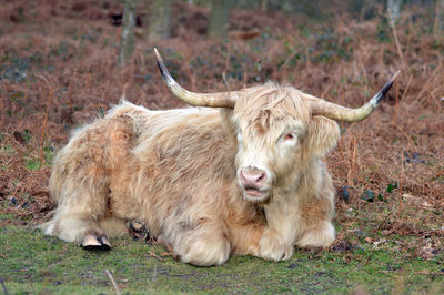 Portrait of cow relaxing on field