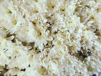 Full frame shot of white flowering plants