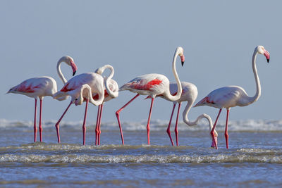 Flamingoes on shore at beach