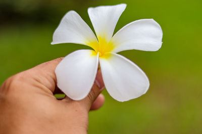 Close-up of hand holding flower