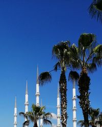 Low angle view of palm trees against sky