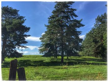 Trees on field against sky