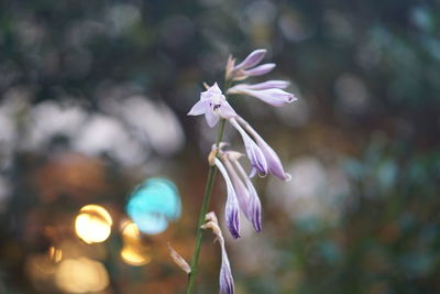 Close-up of purple flowering plant