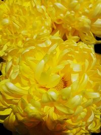 Full frame shot of yellow flowers