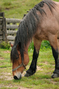 Horse grazing in ranch