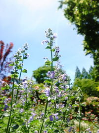 Close-up of purple flowering plants against sky