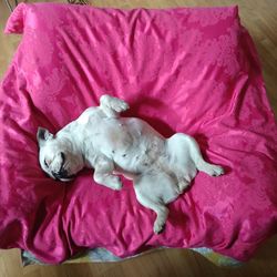 High angle view of dog sleeping on bed