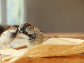 Close-up of birds eating food