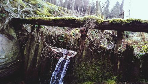 Waterfall in forest