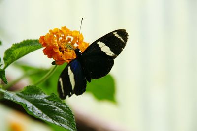 Close-up of butterfly on leaf