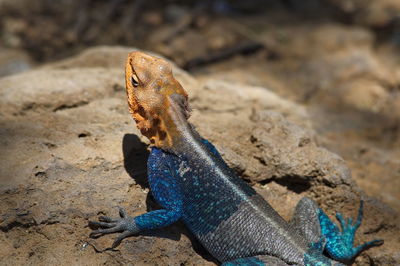 Close-up of agama on rock