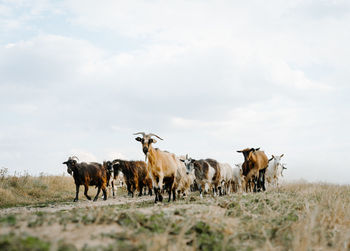Goats walking on land against sky