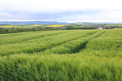 Scenic view of agricultural field against sky