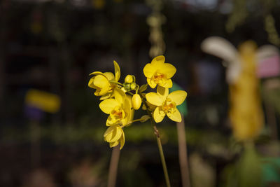 Close-up of yellow flowering plant on field