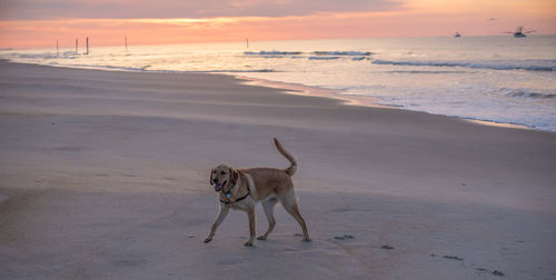 Dog on beach