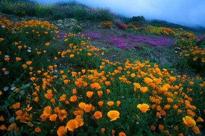 Yellow flowers blooming in field