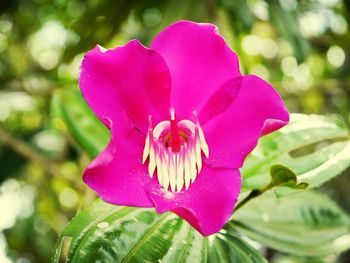 Close-up of pink flower