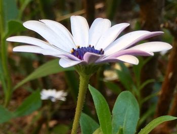 Close-up of purple flowers blooming outdoors