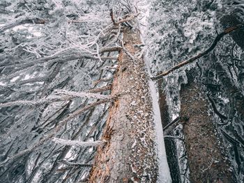 Full frame shot of tree trunk