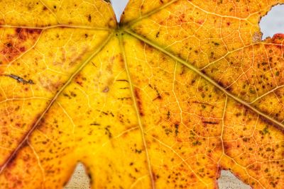 Close-up of leaves