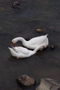 High angle view of swan swimming in lake