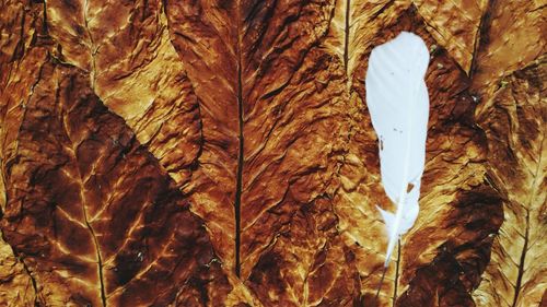 Close-up of autumn leaves