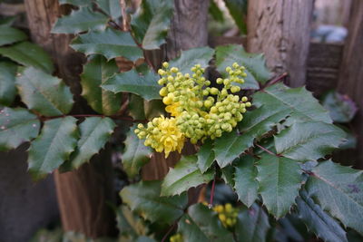 Close-up of yellow flowering plant