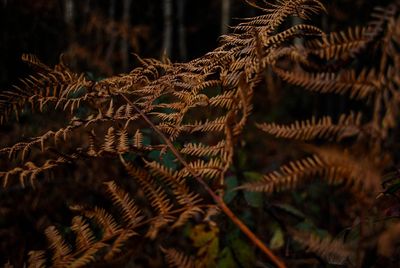 Close-up of plant at night