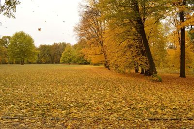Scenic view of trees during autumn