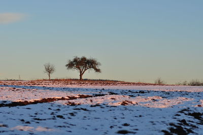 Trees on field against clear sky during winter
