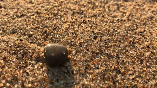 Close-up of crab on beach