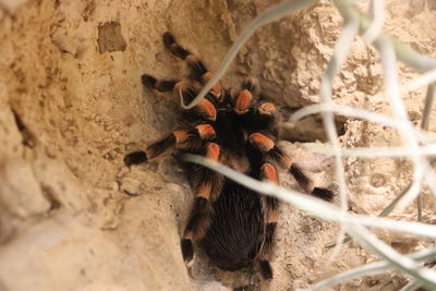 High angle view of lizard