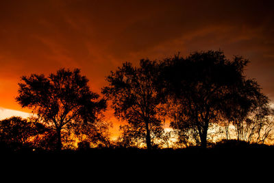 Silhouette trees on field against orange sky