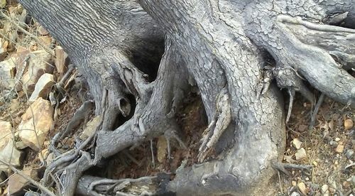 Close-up of elephant statue