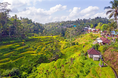 High angle view of trees and houses against sky