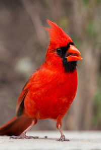 Close-up of a bird