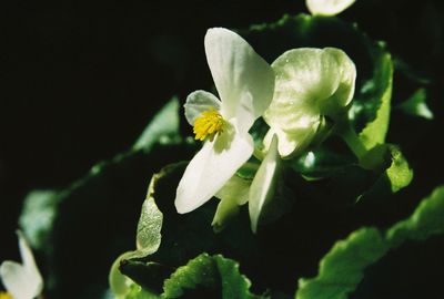 Close-up of yellow flower blooming outdoors