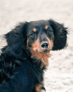 Close-up of a cute dog on the beach