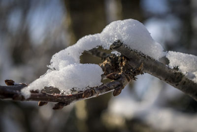 Close-up of snow on tree