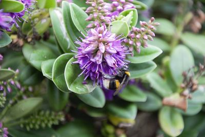 Close-up of bee pollinating on purple flower