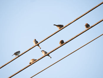 Low angle view of birds perching on cable