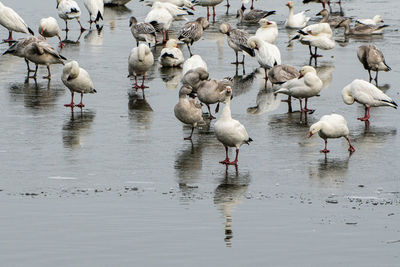 Flock of geese on frozen lake