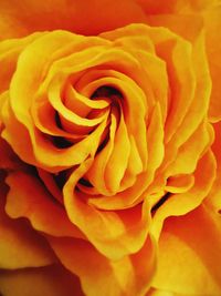 Close-up of yellow rose