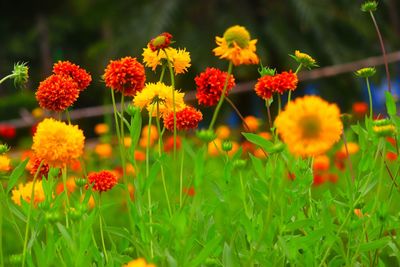 Close-up of yellow flowers on field