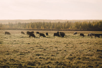Flock of sheep grazing in field