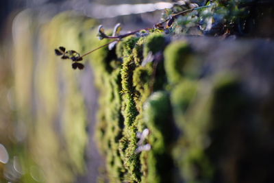 Close-up of plant on moss