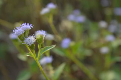 Close-up of purple flowering plant