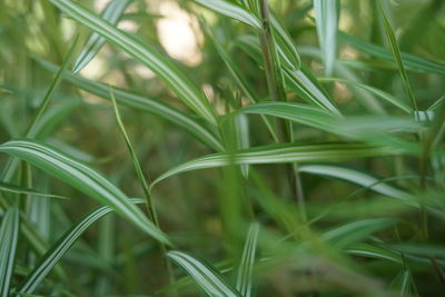 Close-up of crops growing on field