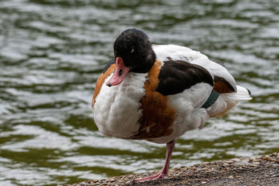 Close-up of bird at lakeshore