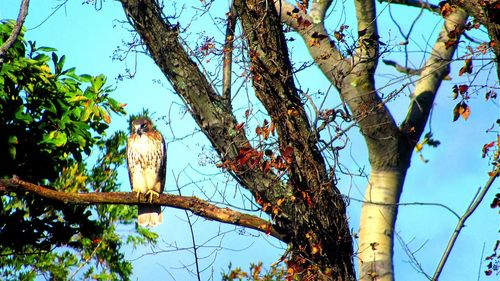 Low angle view of bird perching on tree against sky